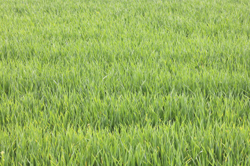 Natural green background with juicy spring green grass