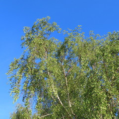 Birch tree with fresh green leaves against a bright blue sky in the spring