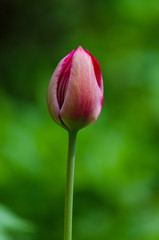 Colorful tulips in the garden. Blooming flowers. Beautiful pictures of tulips.