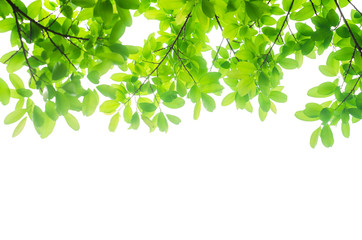 Fototapeta na wymiar green leaves isolated white background with clipping path. nature frame for decoration design.