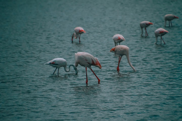 Fototapeta na wymiar flamingos in water