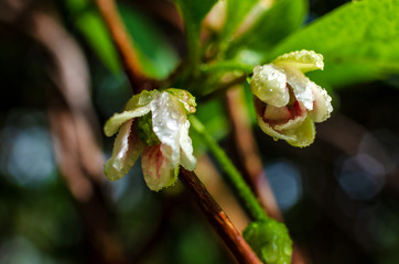 Blooming medicinal lemongrass. Schisandra chinensis.