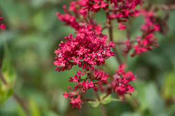 Red Valerian Flowers in Bloom in Springtime