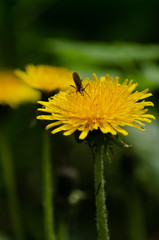 Yellow flowers. A bee over a yellow flower.