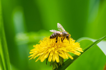 Yellow flowers. A bee over a yellow flower.