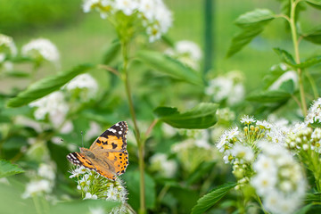 Beautiful  butterfly on  the branch of spirea bush