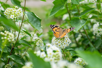 Beautiful butterfly on the branch of spirea bush