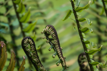 Shaggy Shield Fern Unfurling in Springtime