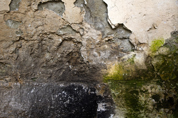 old wall texture of bark