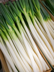 Green spring onions, Fresh Spring Onions are healthy Scallion. Close up 