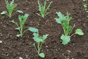 Kohlrabi damaged by snails. Slug damage on young green kohlrabi leaves, organic agriculture