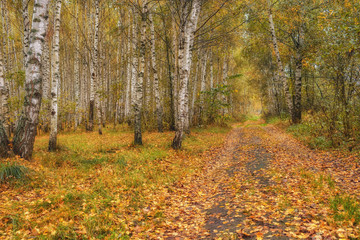 Birch grove in autumn on sunny day.