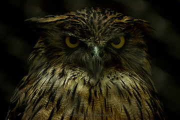 portrait of an owl