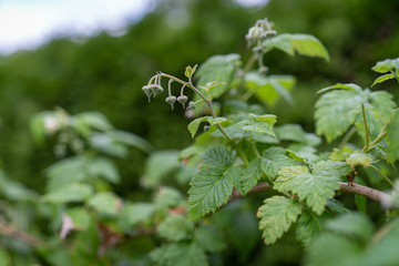 Himbeere Jung