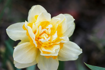 Photo of terry yellow flower narcissus close-up. Macro shooting.