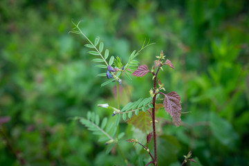 Wildblume