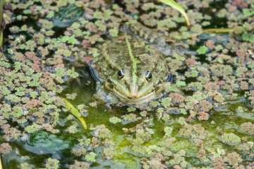 Water Frog in Pond in Springtime