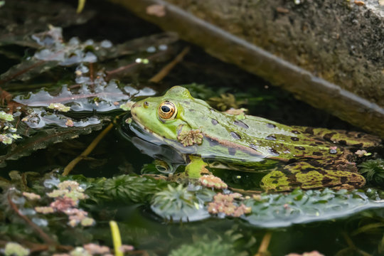 Water Frog in Pond in Springtime