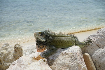 Green Iguana walking over rocks at the beach
