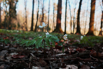 White flowers in the forest 2