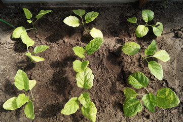 Aster seedlings grow in a flower bed.