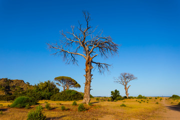 Fototapeta na wymiar high dry tree among a sandy field