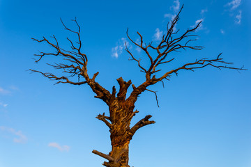closeup alone dry tree on the blue sky background