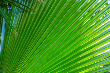closeup palm tree leaf in the sunlight, good natural background