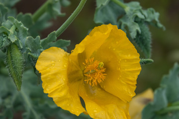 Yellow Horn Poppy Flowers in Bloom in Springtime