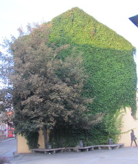 Fototapeta premium tree in the park
