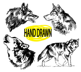 Set of images of wolves, wild dogs. The head of a wolf. Drawing by hand in vintage style.