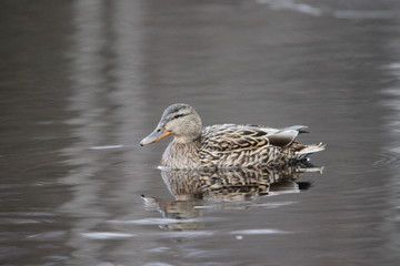 A female mallard swimming in a lake
