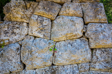 closeup small flower growth through the ancient stony wall, natural background