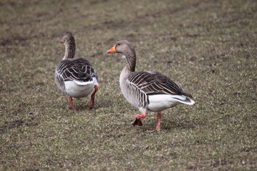 A couple of greylag goose walking on a field