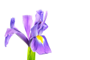 Iris flower on white background