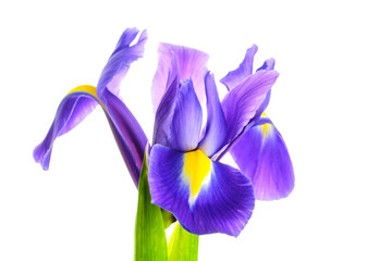 Iris flower on white background © Jan Mach