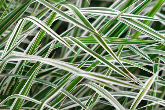 defocused background of a Phalaris leaves, stripy white and green color grass