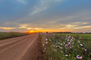 Fototapeta na wymiar Cosmos flowers next to the gravel road at sunset
