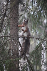 A squirell in a tree