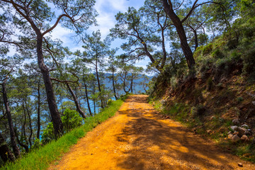 ground road over the mount slope among the pine forest