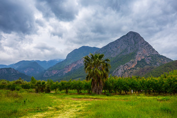 beautiful tropical green mountain valley with palm and green grass