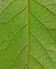 Naklejka na ściany i meble Green veins inside a leaf
