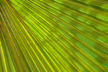 closeup palm tree leaf in the sunlight, good natural background