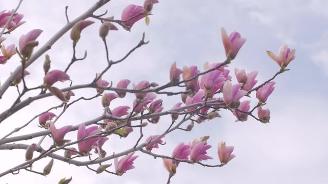 Close up of magnolia tree with pink flowers against sky