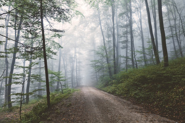 Obraz premium Beautiful foggy forest landscape with road. 