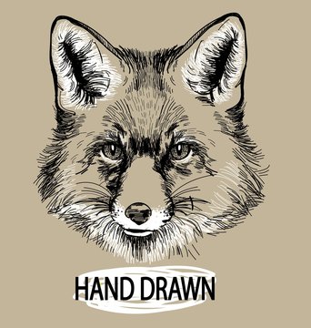 Fox. Professional drawing in vintage style. Cute fluffy fox. Arctic fox in winter coat. Freehand drawing. Ink drawing, drawing pen. 