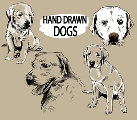 Set of images of labrador. Dog breeds. Puppies, adult dogs. Freehand drawing, vintage image. Figure pen. - 269251521