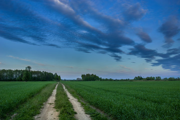 Obraz premium Ground road through a green fields, trees on the horizon and evening colorful sky