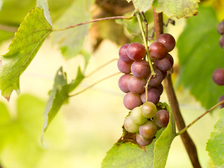 Autumn harvest of grapes