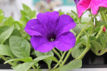 Blaue Petunie im Garten